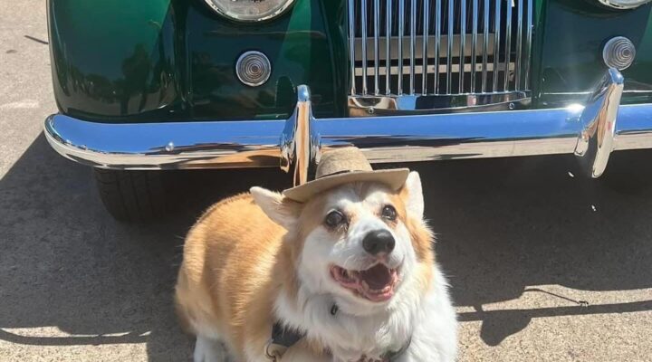 St. Patrick’s Day Classic British Car & Motorcycle Show and Corgi Parade **FREE**